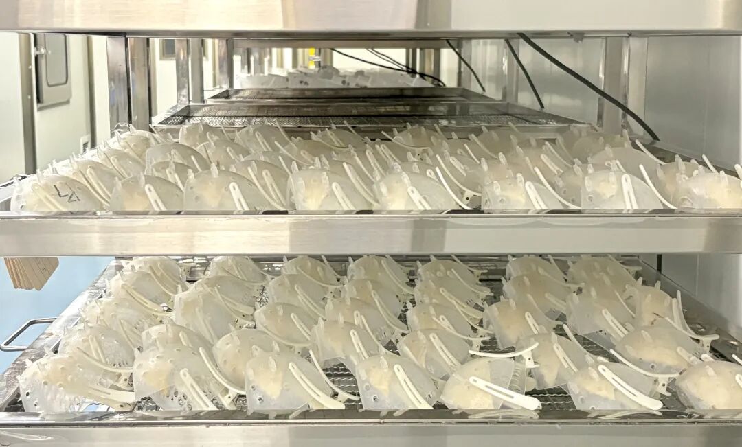 一盏燕窝见证“两国双园”模式下中马产业合作“结硕果”